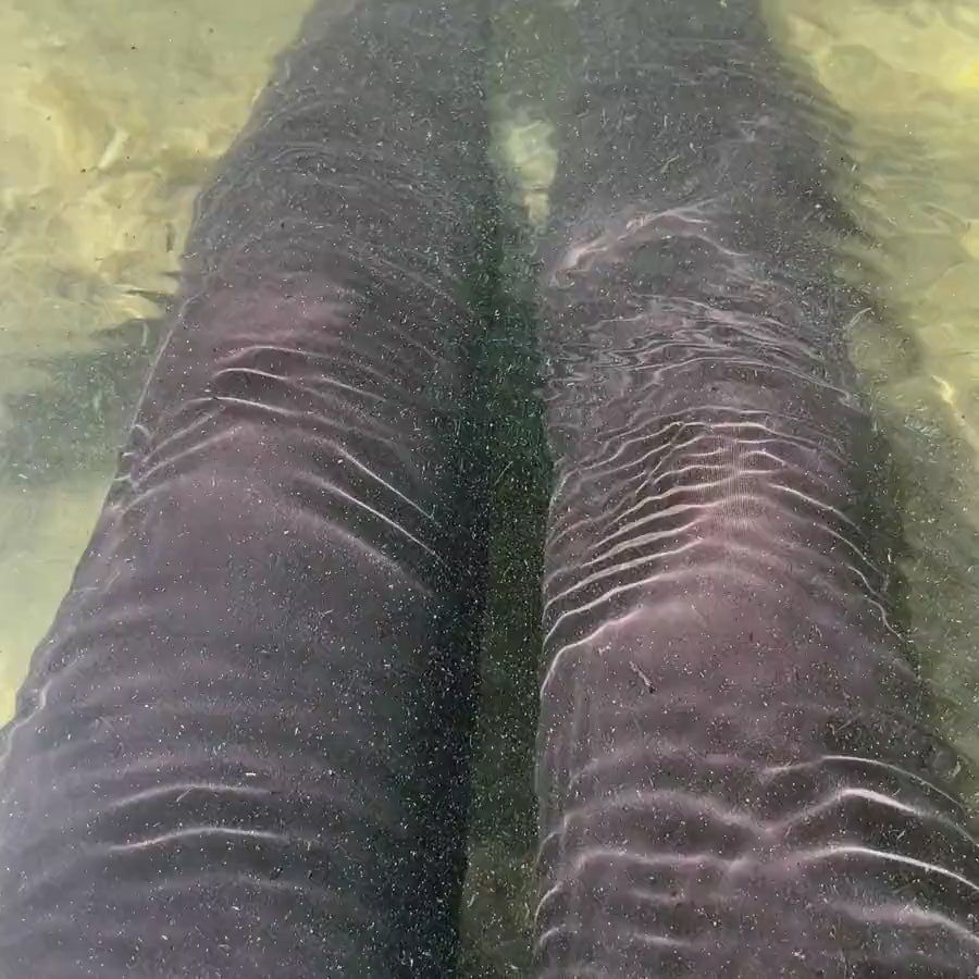 Apex Legging in Chocolate, wet in sunlit water